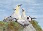 Preview: Postkarte DIN-A6   Aquarell Maritim Kunst Druck Kunstdruck Nordsee Insel Helgoland Basstölpel Vögel Lange Anna Felsen